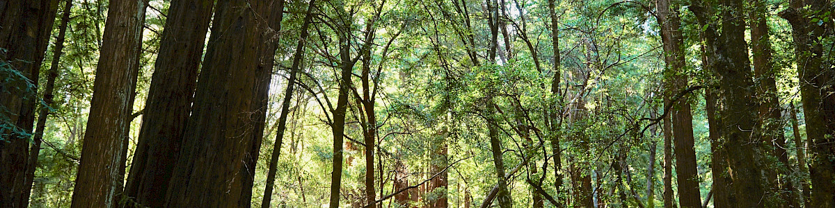 Little Basin Cabins and Campground