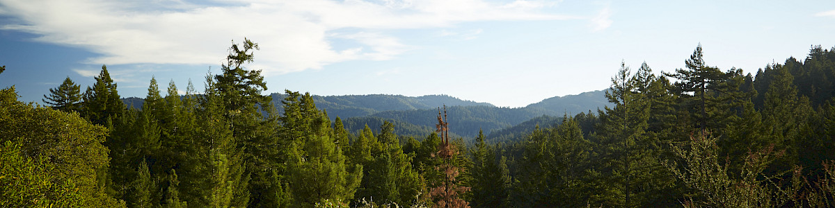 Big Basin Redwoods State Park