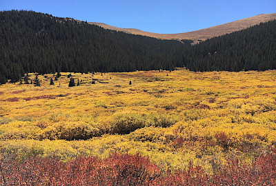 Arapaho & Roosevelt National Forests - Near Idaho Springs