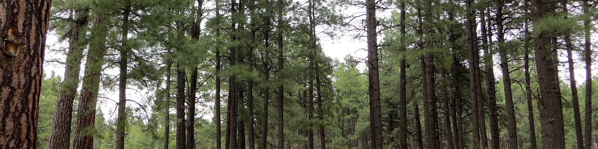 Fort Tuthill County Campground