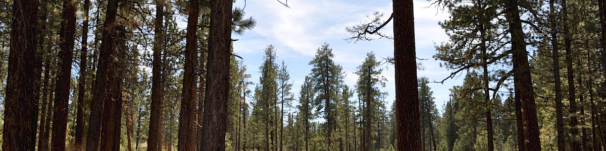 Big Pine Flat Campground