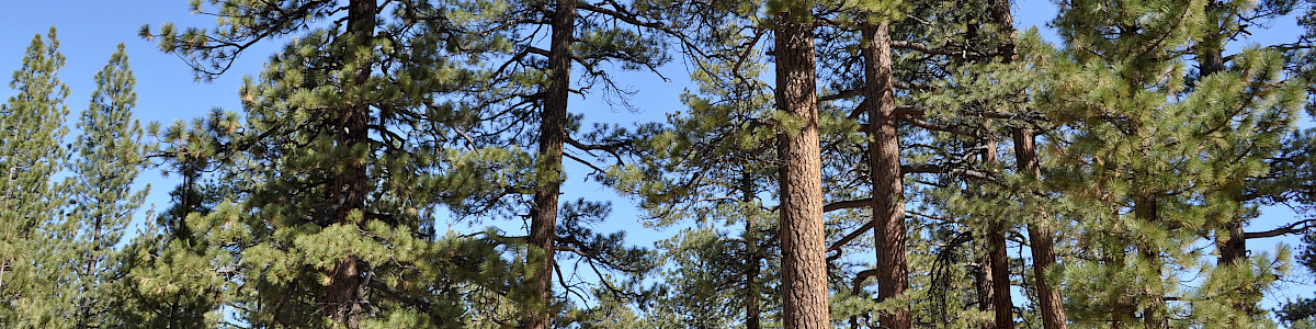 Holcomb Valley Campground