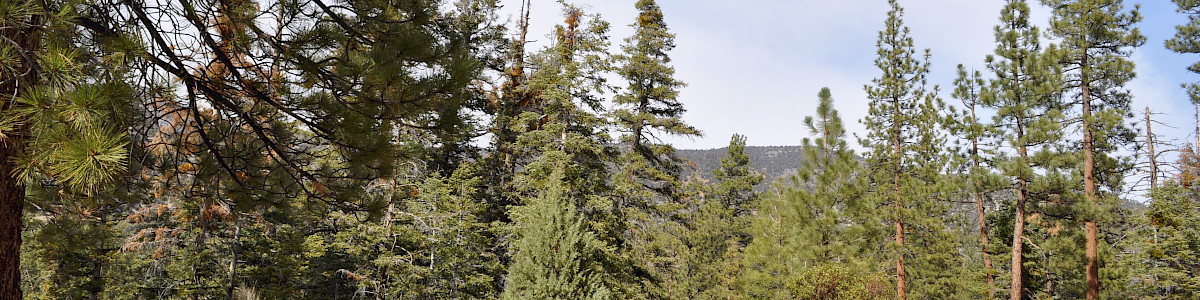 Heart Bar Equestrian Group Campground