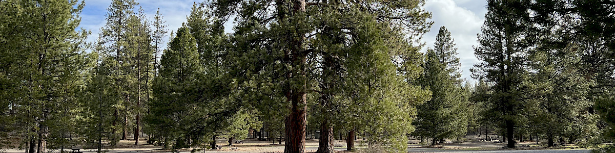 Newberry Group Camp Site